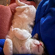 Mr. Moon is registered to the contest to win money with this photo: cat, sleeping, fluffy, pet, indoor, blanket, blue, couch, cozy, relaxation, fur, whiskers, pink_nose, paw, tail, soft, rest, domestic_animal, comfort, nap