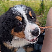 Bahia a rejoint le concours — aidez-le/la à gagner de superbes lots ! animal, bernese_mountain_dog, black_fur, brown_fur, cute, dog, eyes, fur, grass, legs, nature, nose, outdoor, person, pet, playful, puppy, stick, white_fur, young_dog