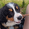 animal, bernese_mountain_dog, black_fur, brown_fur, cute, dog, eyes, fur, grass, legs, nature, nose, outdoor, person, pet, playful, puppy, stick, white_fur, young_dog