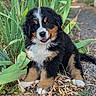 Bahia participe au concours pour gagner de l'argent avec cette photo : animal, bernese_mountain_dog, black_fur, brown_fur, closeup, cute, dog, fur, grass, happy, leaves, nature, outdoor, pet, plants, puppy, sitting, smiling, white_fur, young