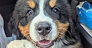 Bahia a rejoint le concours — aidez-le/la à gagner de superbes lots ! adorable, animal, bernese_mountain_dog, black_fur, brown_fur, car_interior, closeup, cute, dog, fur, happy, nose, paw, pet, playful, puppy, seat, snout, white_fur, young