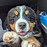 adorable, animal, bernese_mountain_dog, black_fur, brown_fur, car_interior, closeup, cute, dog, fur, happy, nose, paw, pet, playful, puppy, seat, snout, white_fur, young