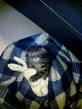 Chouquette a rejoint le concours — aidez-le/la à gagner de superbes lots ! american_shorthair, carnivore, cat, design, european_shorthair, felidae, kitten, pattern, photography, plaid, sleep, small_to_medium_sized_cats, tabby_cat, tartan, textile, whiskers