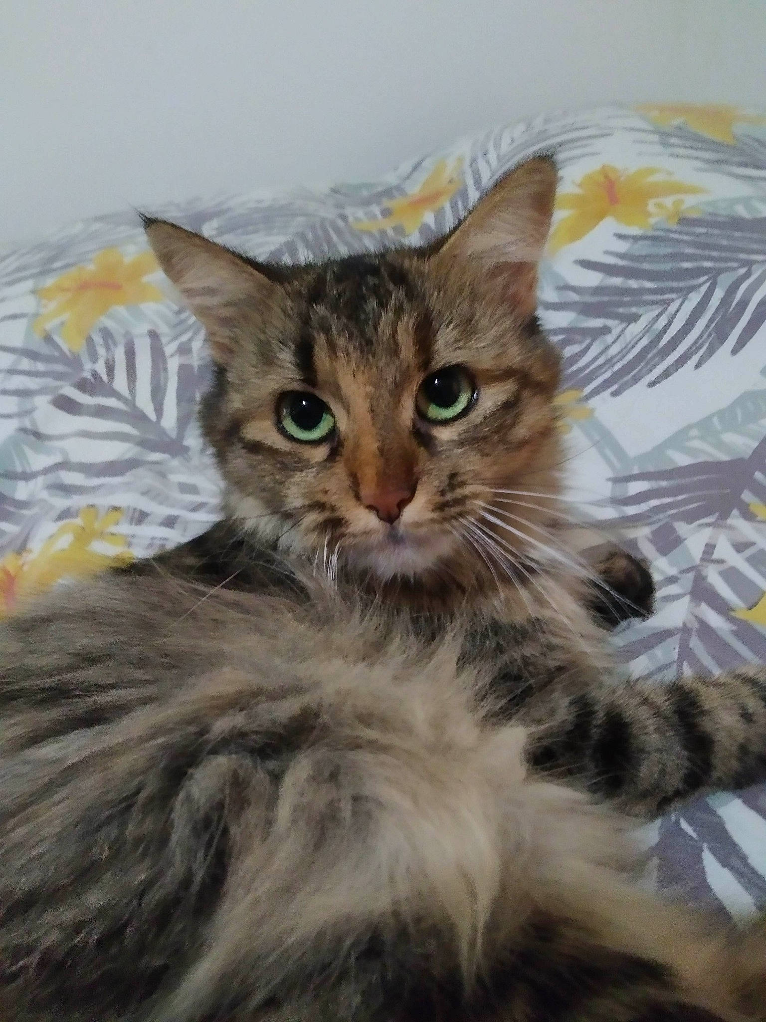 Louna participe au concours pour gagner de l'argent avec cette photo : carnivore, cat, claw, domestic_short_haired_cat, fawn, felidae, fur, iris, maine_coon, paw, small_to_medium_sized_cats, snout, tail, terrestrial_animal, whiskers