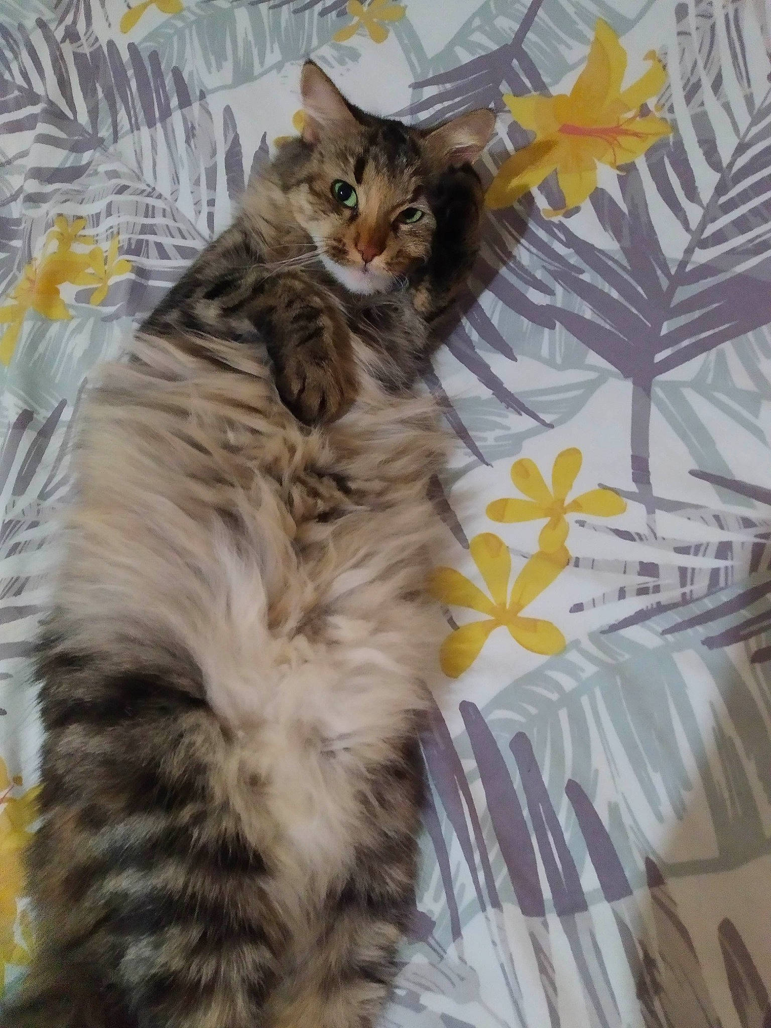 Louna participe au concours pour gagner de l'argent avec cette photo : carnivore, cat, claw, felidae, fur, maine_coon, pattern, paw, plant, sleeve, small_to_medium_sized_cats, tail, terrestrial_animal, whiskers