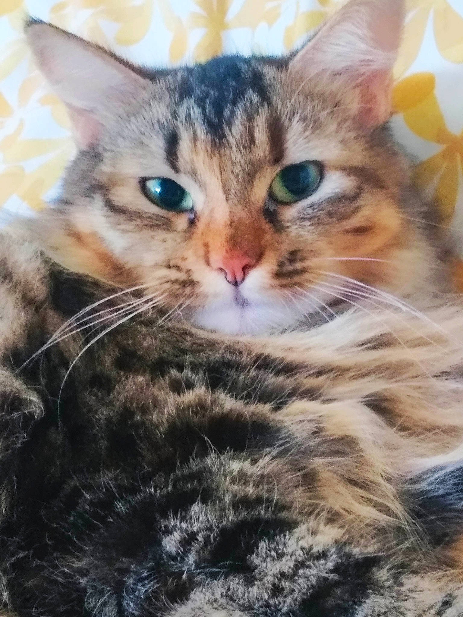 Louna a rejoint le concours — aidez-le/la à gagner de superbes lots ! carnivore, cat, claw, domestic_short_haired_cat, eye, felidae, fur, grass, iris, paw, photo_caption, plant, small_to_medium_sized_cats, snout, terrestrial_animal, tree, whiskers, wildlife