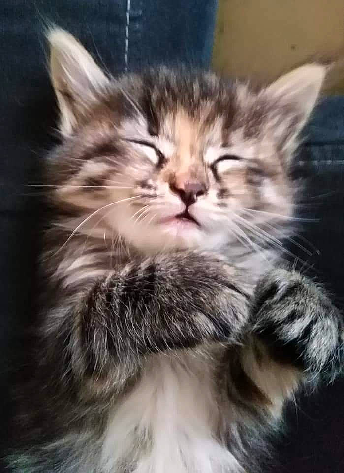 Louna participe au concours pour gagner de l'argent avec cette photo : british_longhair, carnivore, cat, claw, cloud, comfort, domestic_short_haired_cat, felidae, fur, maine_coon, paw, sky, small_to_medium_sized_cats, snout, tail, whiskers