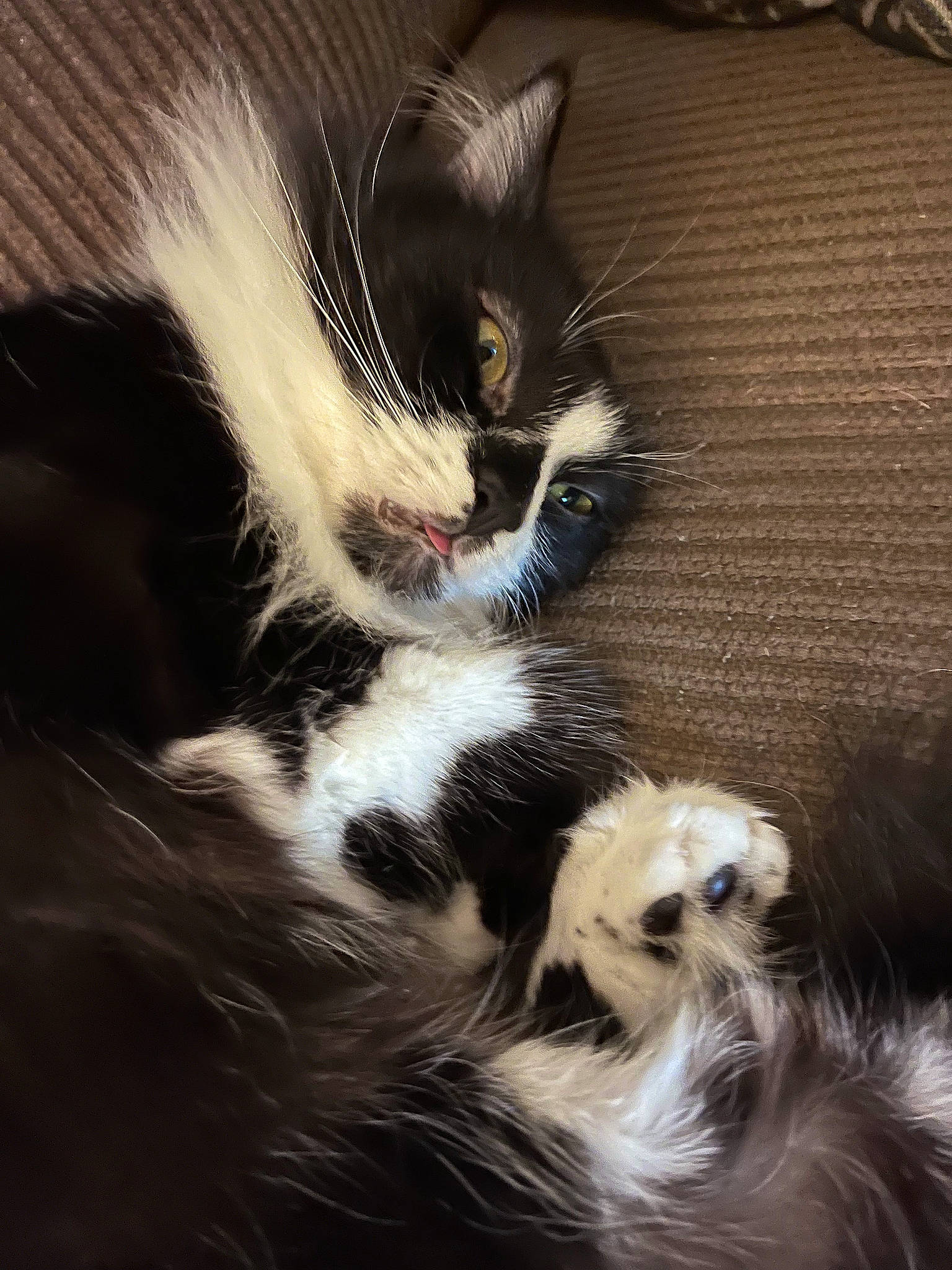 Boney is registered to the contest to win money with this photo: carnivore, cat, claw, comfort, companion_dog, darkness, dog_breed, domestic_short_haired_cat, felidae, foot, fur, metal, monochrome_photography, paw, plant, small_to_medium_sized_cats, snout, tail, terrestrial_animal, whiskers