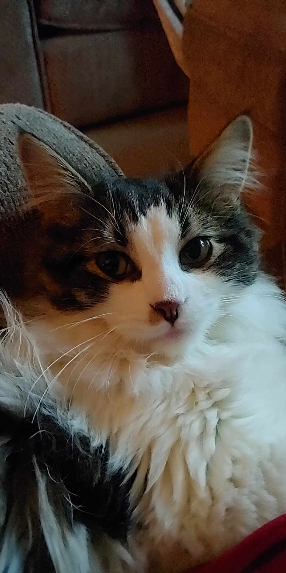 Tony is registered to the contest to win money with this photo: animal, black, brown, cat, closeup, couch, cozy, ears, eyes, face, feline, fluffy, fur, home, indoor, pet, portrait, relaxed, whiskers, white