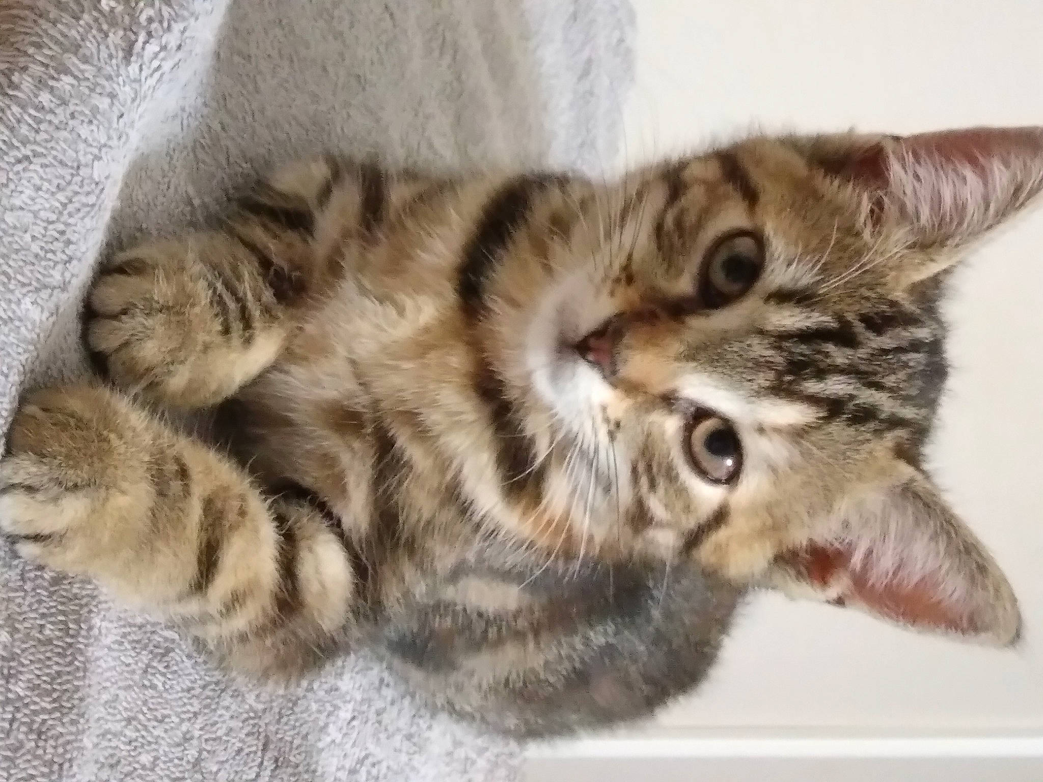 Crevette a rejoint le concours — aidez-le/la à gagner de superbes lots ! carnivore, cat, claw, domestic_short_haired_cat, ear, felidae, fur, paw, small_to_medium_sized_cats, snout, tail, terrestrial_animal, whiskers