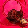 Venise participe au concours pour gagner de l'argent avec cette photo : animal, cat, close_up, crouching, crumpled_paper, curious, cute, ears, feline, fur_pattern, indoor, kitten, pet, play, playful, red_tunnel, spotted_cat, tail, toy, whiskers