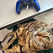 Venise a rejoint le concours — aidez-le/la à gagner de superbes lots ! animal, bengal_cat, casual, cat, chair, closeup, feline, focus, gaming_controller, green_eyes, green_fabric, home, indoor, light, pencil, pet, relaxed, striped_fur, table, whiskers