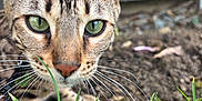 Venise a rejoint le concours — aidez-le/la à gagner de superbes lots ! animal, background_blur, cat, close_up, curious, ears, face, focus, fur, grass, green_eyes, ground, mammal, nature, nose, outdoor, pet, plant, tabby, whiskers