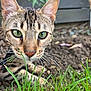 animal, background_blur, cat, close_up, curious, ears, face, focus, fur, grass, green_eyes, ground, mammal, nature, nose, outdoor, pet, plant, tabby, whiskers