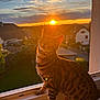 Venise a rejoint le concours — aidez-le/la à gagner de superbes lots ! animal, backlit, bengal_cat, cat, clouds, curious, evening, fur, garden, house, nature, orange_light, outdoor, pet, residential, sky, sunlight, sunset, whiskers, windowsill