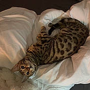 Venise a rejoint le concours — aidez-le/la à gagner de superbes lots ! animal, bed, bengal_cat, blanket, cat, comfort, cozy, curious, cute, domestic_cat, feline, fur, indoor, pet, relaxed, resting, sleeping_area, spots, whiskers, white_blanket