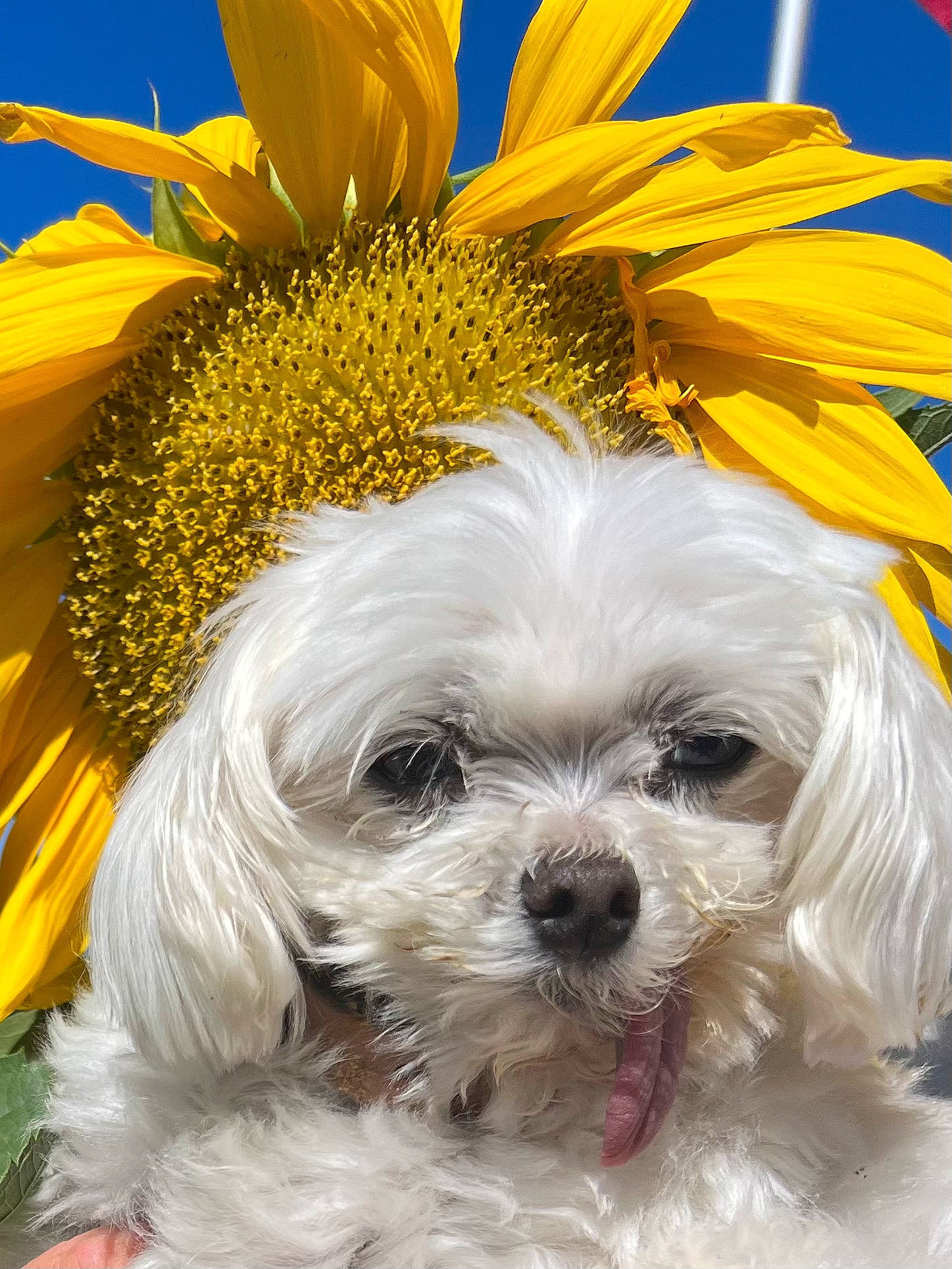 Annie joined the competition — help win amazing prizes! blue, canidae, carnivore, companion_dog, dog, dog_breed, fashion_accessory, flower, fur, goggles, happy, hat, petal, plant, snout, sporting_group, sunglasses, terrier, toy_dog, water_dog