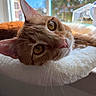 Kevin joined the competition — help win amazing prizes! animal, blanket, cat, closeup, ears, eyes, face, feline, fur, ginger_cat, golden_eyes, indoor, lying_down, nose, orange_cat, pet, portrait, relaxed, whiskers, window