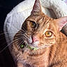 animal, cat, close_up, collar, cute, feline, ginger_cat, golden_eyes, green_collar, indoor, looking_at_camera, orange_fur, pet, pet_bed, pointed_ears, portrait, sitting, soft_bedding, sunlight, whiskers