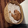 Kevin is registered to the contest to win money with this photo: basket, blanket, cat, comfortable, cozy, curled_up, feline, ginger_cat, home, indoor, nap, orange_fur, peaceful, pet, resting, sleeping, top_down_view, white_blanket, wood_floor, woven_basket