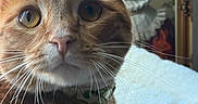 Kevin is registered to the contest to win money with this photo: background, bed, blanket, cat, close_up, collar, ears, feline, framed_picture, fur, green_eyes, home, indoor, orange_cat, orange_fur, pet, portrait, whiskers, white_chest, wide_eyes