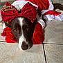dog, christmas, red_bow, holiday_costume, festive, pet, floor, tile, brown_and_white, lying_down, cute, indoors, decorative_bow, christmas_outfit, animal, mammal, costume, christmas_theme, holiday, adorable