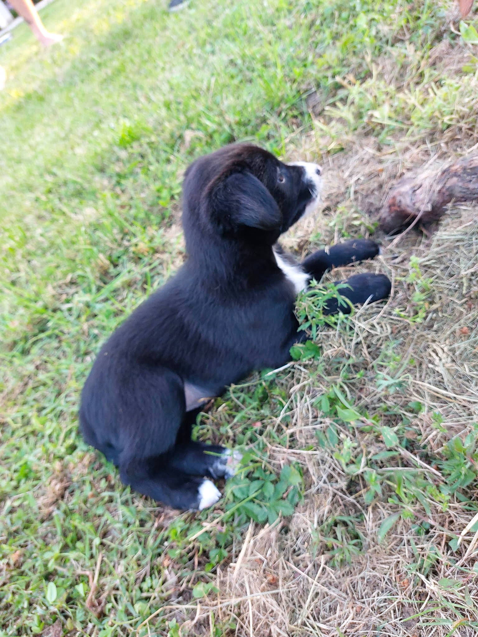 Nera a rejoint le concours — aidez-le/la à gagner de superbes lots ! canidae, carnivore, companion_dog, dog, dog_breed, fur, grass, groundcover, gun_dog, liver, natural_material, plant, shorts, soil, sporting_group, tail, terrestrial_animal, whiskers, wildlife, working_animal