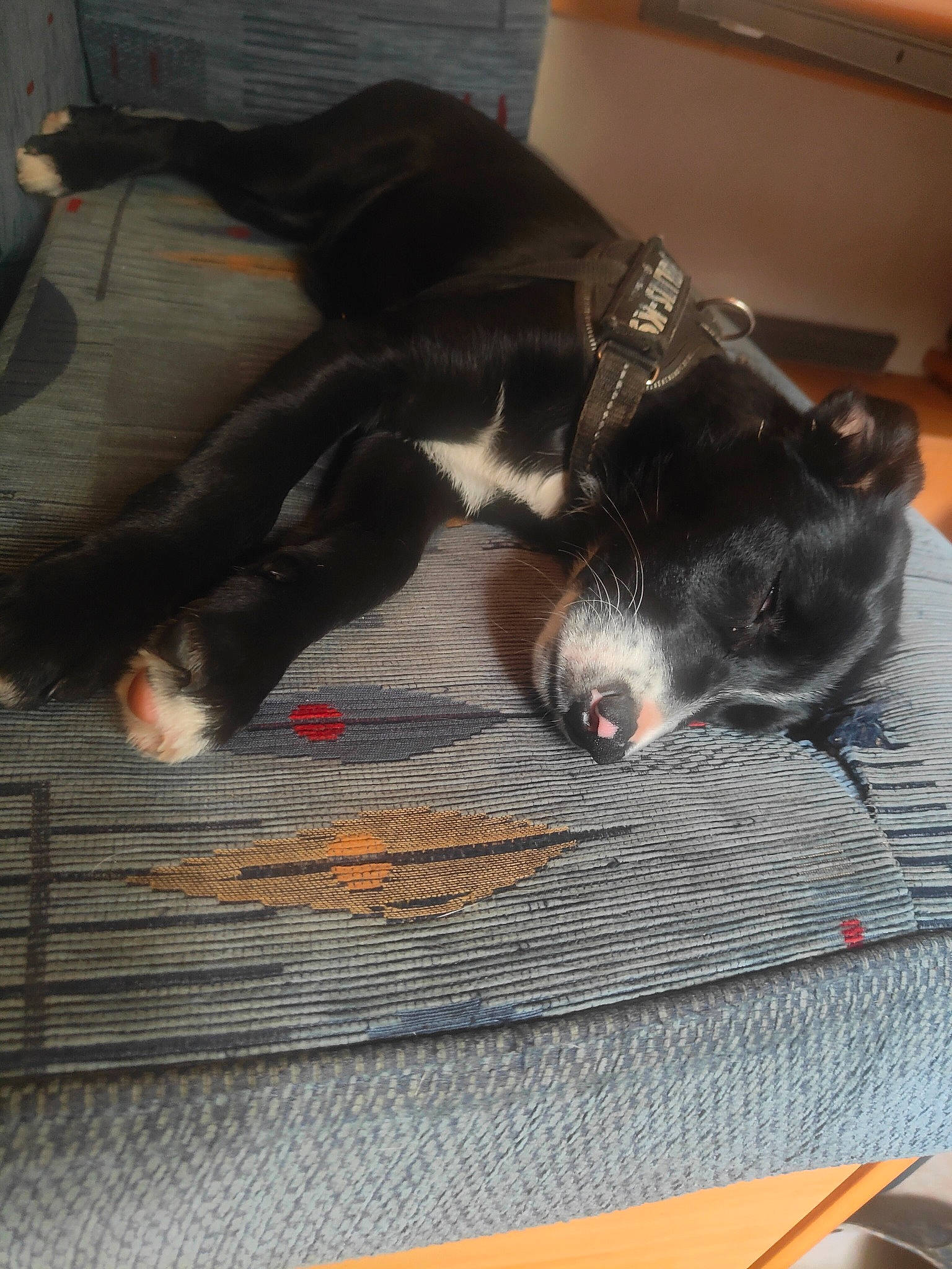 Nera participe au concours pour gagner de l'argent avec cette photo : borador, canidae, carnivore, claw, collar, comfort, companion_dog, dog, dog_breed, flooring, fur, grey, hardwood, non_sporting_group, snout, sporting_group, tail, terrestrial_animal, whiskers, wood