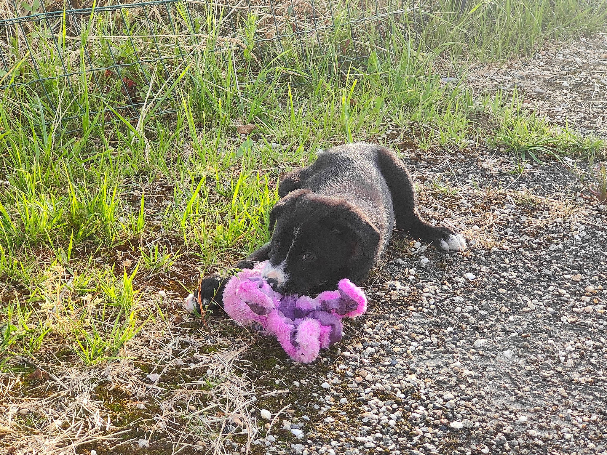 Nera participe au concours pour gagner de l'argent avec cette photo : annual_plant, asphalt, canidae, carnivore, companion_dog, dog_breed, fawn, felidae, grass, groundcover, magenta, petal, plant, shrub, soil, sporting_group, tail, terrestrial_animal, vertebrate, wildlife