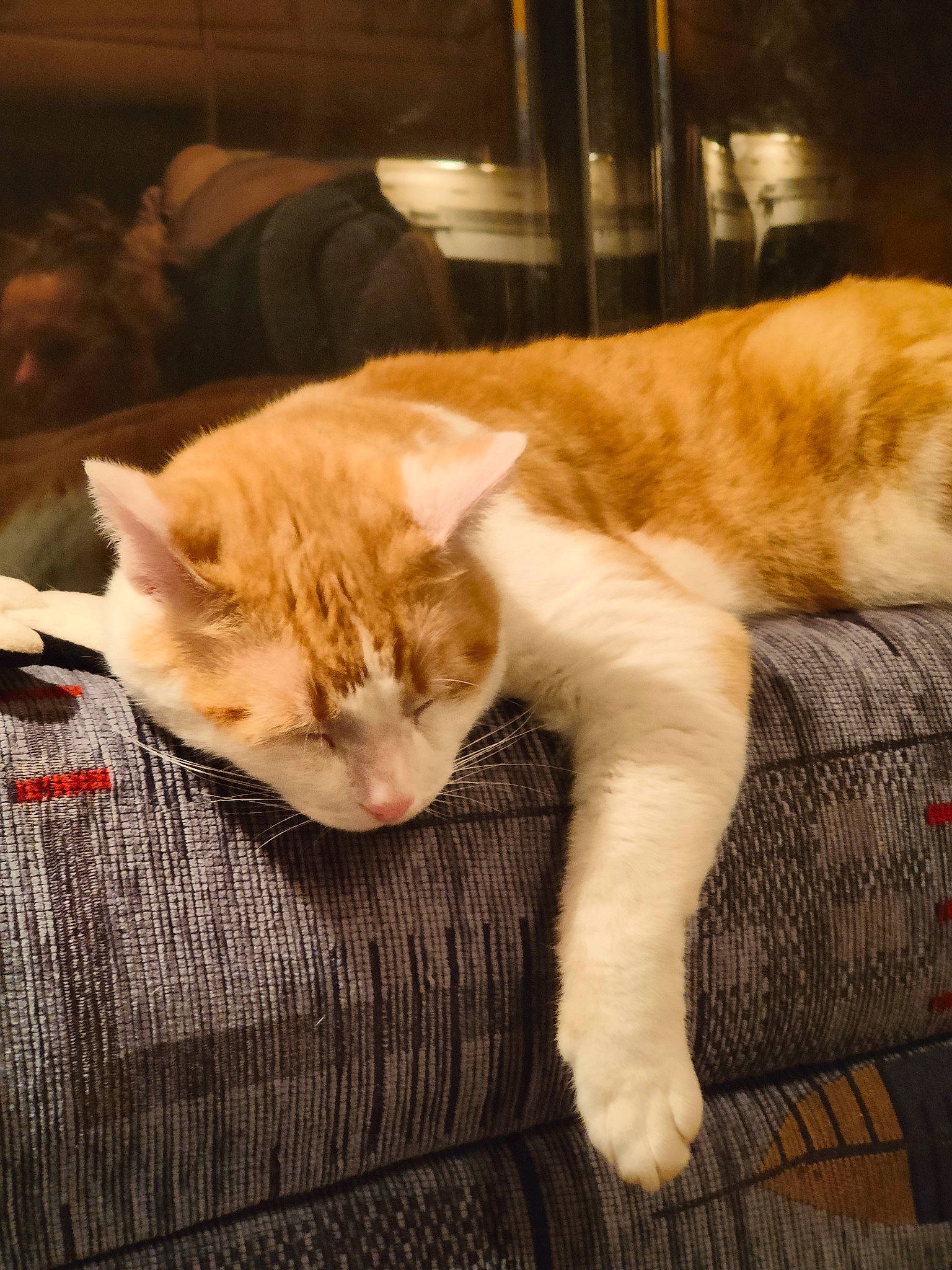 Neko participe au concours pour gagner de l'argent avec cette photo : carnivore, cat, chair, claw, comfort, companion_dog, couch, domestic_short_haired_cat, fawn, felidae, flooring, fur, linens, mammal, paw, small_to_medium_sized_cats, snout, tail, whiskers, wood