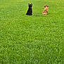 dog, grass, backyard, fence, house, outdoor, pets, animals, greenery, summer, nature, two_dogs, sitting, canine, yard, quiet, peaceful, domestic, companions, daytime