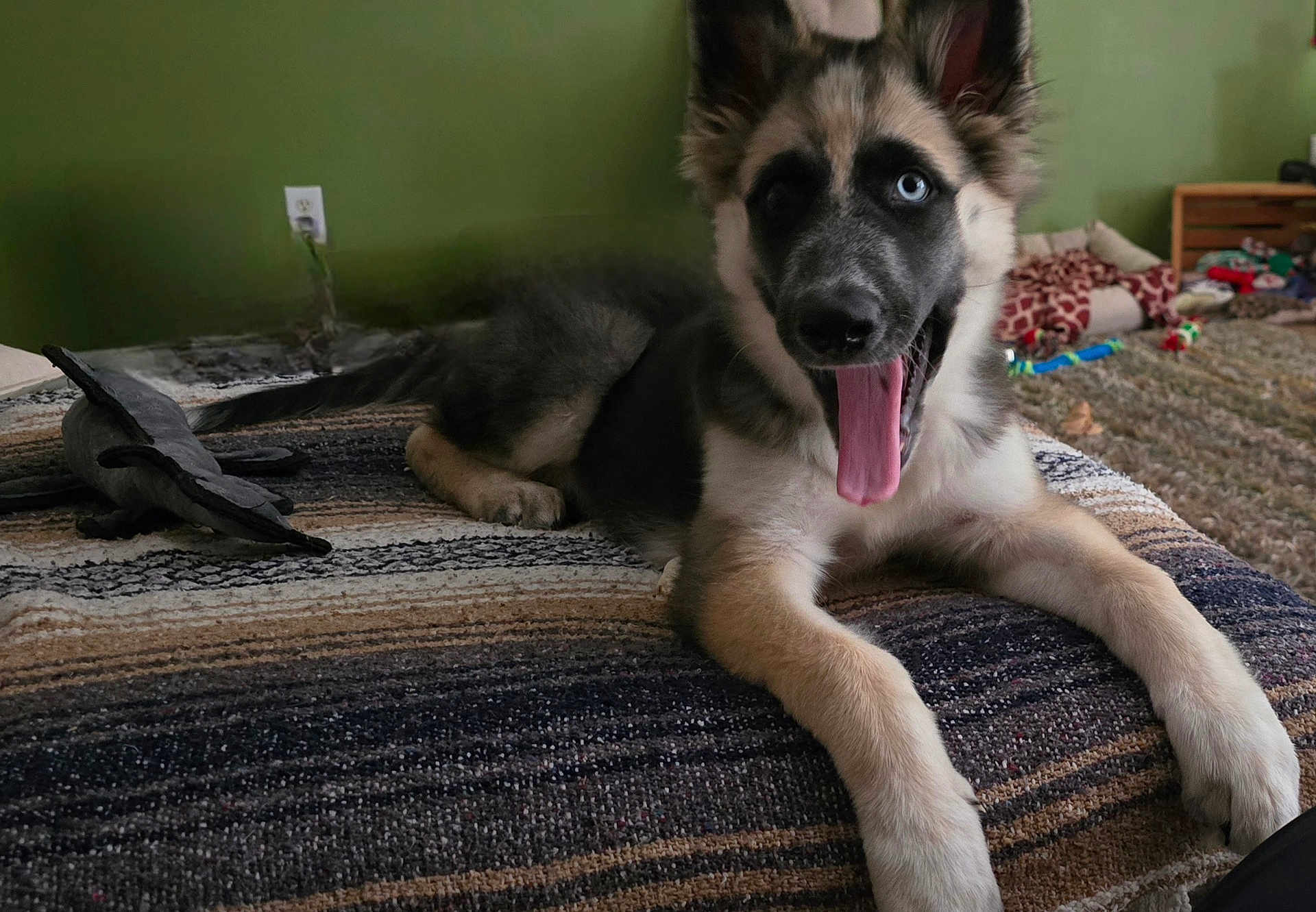 Leia is registered to the contest to win money with this photo: dog, puppy, blue_eyes, tongue_out, lying_down, indoor, blanket, striped, playful, happy, pet_toy, carpet, green_wall, furniture, cute, animal, young_dog, room, cozy, domestic