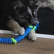 Leia is registered to the contest to win money with this photo: puppy, dog, toy, rope, chewing, floor, wooden_floor, pet, animal, playing, indoor, cute, young_dog, fur, paws, lying_down, blue, green, black, brown
