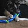 puppy, dog, toy, rope, chewing, floor, wooden_floor, pet, animal, playing, indoor, cute, young_dog, fur, paws, lying_down, blue, green, black, brown