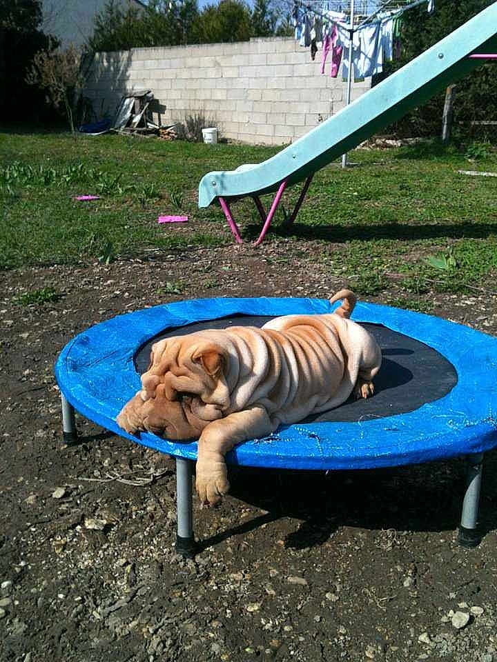 SHARPEI