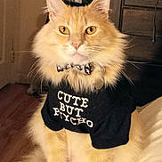 Garfield is registered to the contest to win money with this photo: cat, orange_cat, fluffy, bow_tie, shirt, text_on_shirt, indoor, pet, animal, cute, serious_expression, feline, whiskers, sitting, domestic_cat, portrait, furry, yellow_eyes, household, cozy