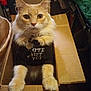 Garfield joined the competition — help win amazing prizes! cardboard, cardboard_box, cat, close_up, clothing, collar, cute, feline, fur, ginger_cat, humor, indoor, living_space, orange_cat, paws, pet, portrait, shirt, sitting, tag