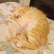 Garfield joined the competition — help win amazing prizes! bed, belly_up, cat, cozy, curled, dresser, fluffy, fur, home, indoor, napping, orange_cat, paw, paw_pads, pet, quilt, relaxed, sleeping, soft_texture, tabby