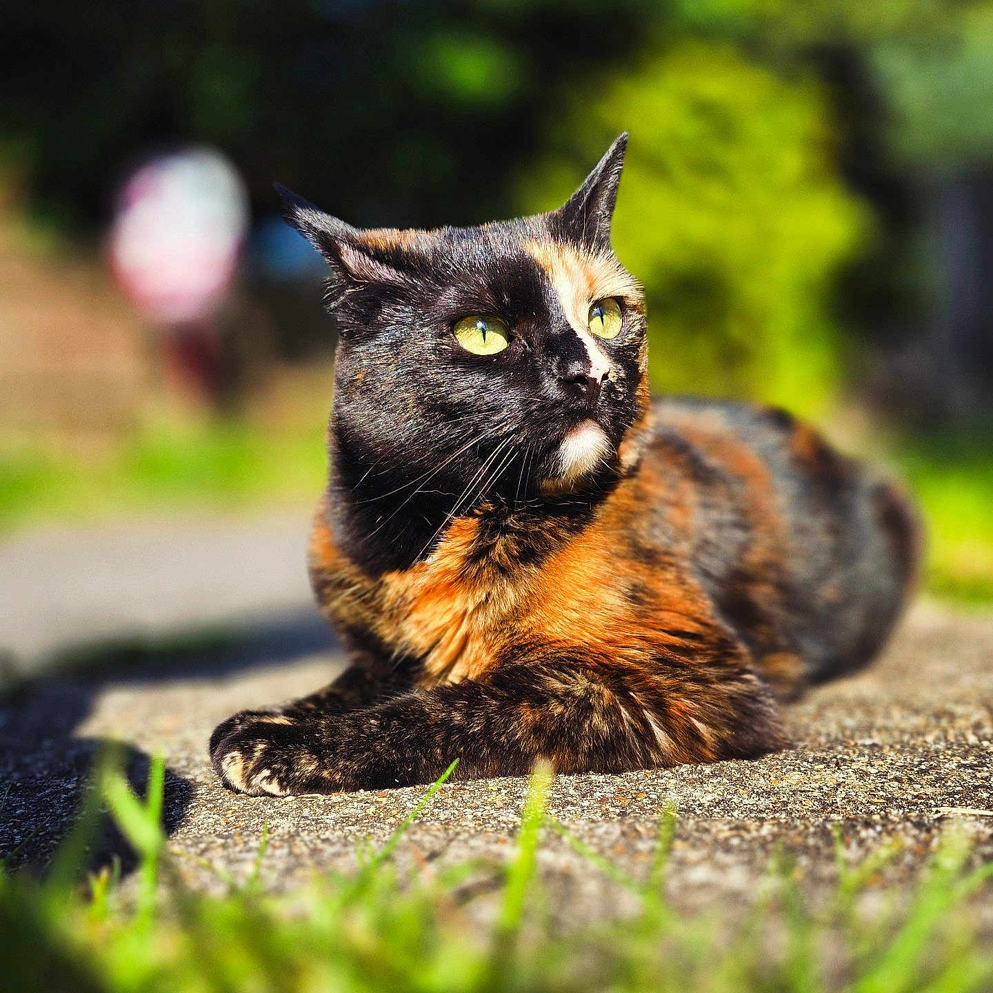 Phoebe joined the competition — help win amazing prizes! abyssinian, angora, animal, ball, baseball, baseballball, blackcat, brasssection, cat, grass, horn, kitten, manx, musicalinstrument, pet, plant, road, siamese, snout, sport