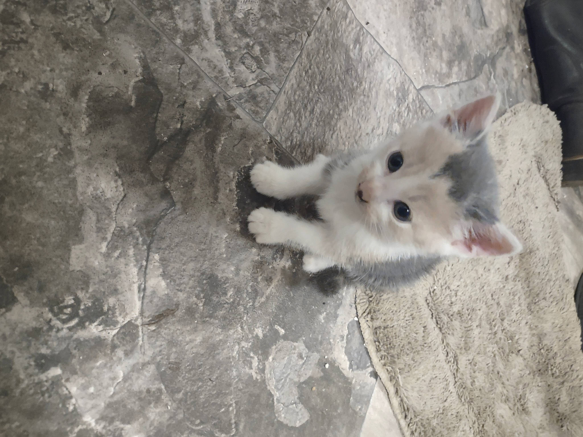 Harmony is registered to the contest to win money with this photo: carnivore, cat, claw, companion_dog, dog_breed, domestic_short_haired_cat, fawn, felidae, flooring, fur, grey, paw, samoyed, small_to_medium_sized_cats, snout, spitz, tail, terrestrial_animal, whiskers, wood