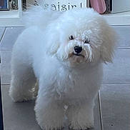 Pypa a rejoint le concours — aidez-le/la à gagner de superbes lots ! dog, fluffy, white, indoor, tile_floor, pet, curious, decor, sign, furniture, shelf, houseplant, pink_bag, small_dog, portrait, companion, cute, animal, domestic, floor