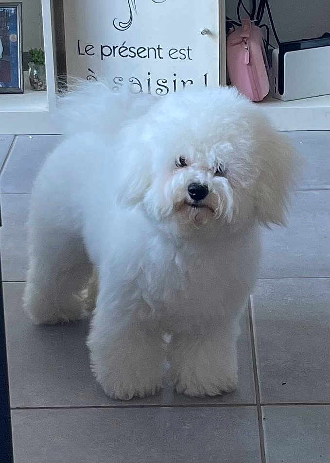 Pypa a rejoint le concours — aidez-le/la à gagner de superbes lots ! dog, fluffy, white, indoor, tile_floor, pet, curious, decor, sign, furniture, shelf, houseplant, pink_bag, small_dog, portrait, companion, cute, animal, domestic, floor