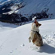 Pixie a rejoint le concours — aidez-le/la à gagner de superbes lots ! dog, snow, mountains, outdoor, playful, winter, canine, nature, landscape, sunlight, animal, jumping, white, cold, fur, happy, scenery, sky, daytime, adventure