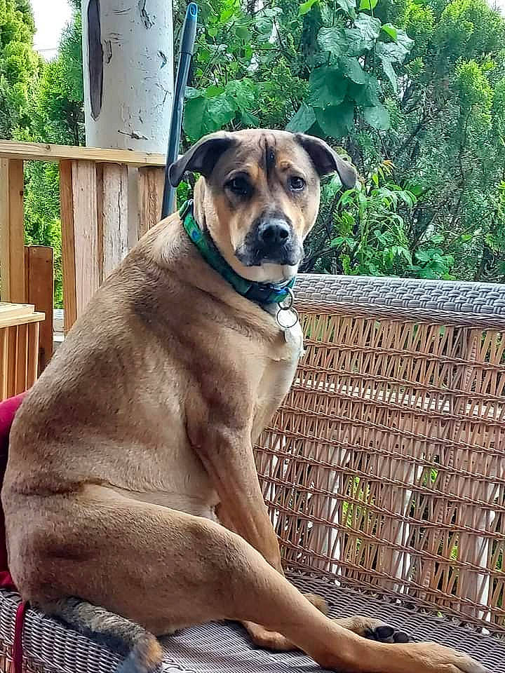 Crusher joined the competition — help win amazing prizes! canidae, carnivore, collar, companion_dog, dog, dog_breed, dog_collar, fawn, guard_dog, mesh, pet_supply, plant, snout, sporting_group, terrestrial_animal, tree, whiskers, wood, working_animal, working_dog