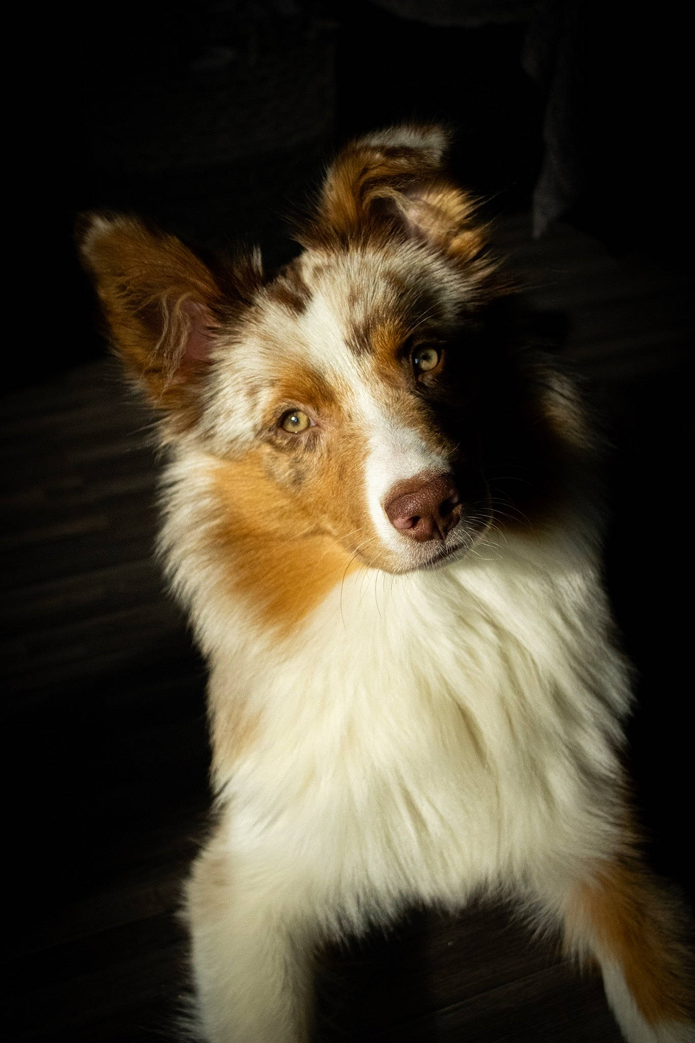 Pastelle a rejoint le concours — aidez-le/la à gagner de superbes lots ! australian_collie, australian_shepherd, border_collie, canidae, carnivore, collie, companion_dog, dog, dog_breed, ear, mammal, scotch_collie, shetland_sheepdog, snout, vertebrate, whiskers