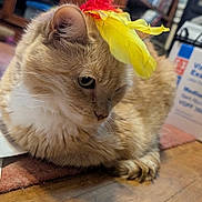 Lily joined the competition — help win amazing prizes! cat, ginger_cat, feather, indoor, wooden_floor, pet, animal, feline, relaxed, cozy, bookshelf, box, domestic, fur, whiskers, ears, close_up, floor, resting, cute