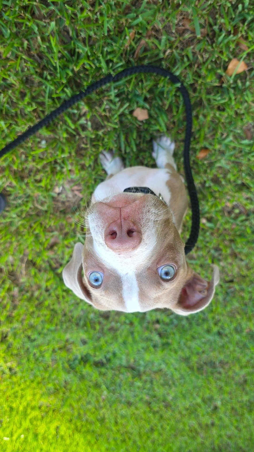 Vulcan joined the competition — help win amazing prizes! dog, blue_eyes, grass, leash, outdoor, pet, canine, close_up, nose, curious, playful, animal, muzzle, ears, collar, greenery, nature, summer, daylight, cute