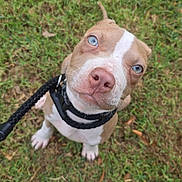 Vulcan is registered to the contest to win money with this photo: puppy, dog, blue_eyes, leash, collar, grass, outdoor, pet, cute, animal, young_dog, canine, brown_and_white, sitting, looking_up, close_up, nature, playful, adorable, friendly
