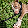 Vulcan joined the competition — help win amazing prizes! puppy, dog, grass, leash, blue_eyes, outdoor, pet, animal, canine, lying_down, sunlight, nature, collar, close_up, young_dog, playful, cute, relaxed, fur, snout