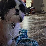 Mocha is registered to the contest to win money with this photo: dog, black_and_white, fluffy, pet, blanket, indoor, living_room, wood_floor, curtains, chair, lamp, home_decor, cozy, fur, collar, animal, cute, companion, curious, domestic